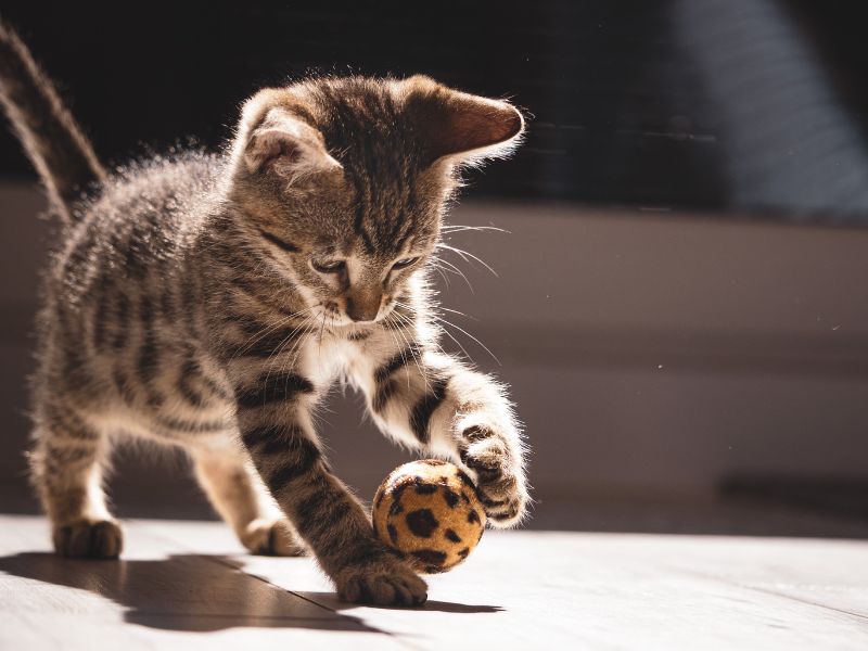 Kitten Playing