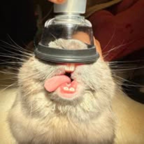 A cat with its tongue out