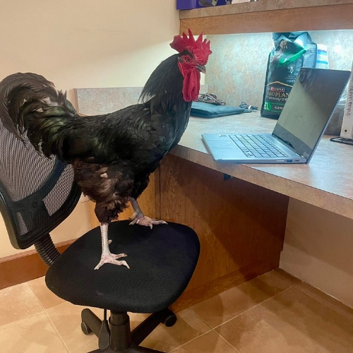 A rooster perched on a chair