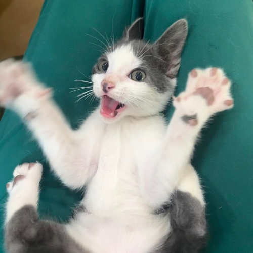 playful kitten sits on its hind legs